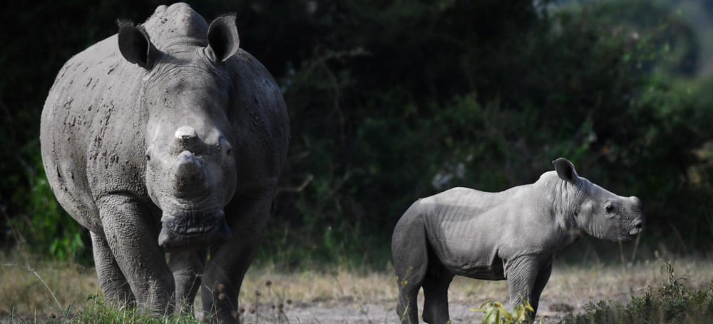 How Rehoming Wildlife From Rhinos to Bison Can Revive Threatened Species