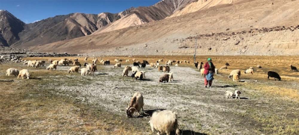 Age-Old Cashmere Trade Ensnared in Military Tensions High in the Himalayas
