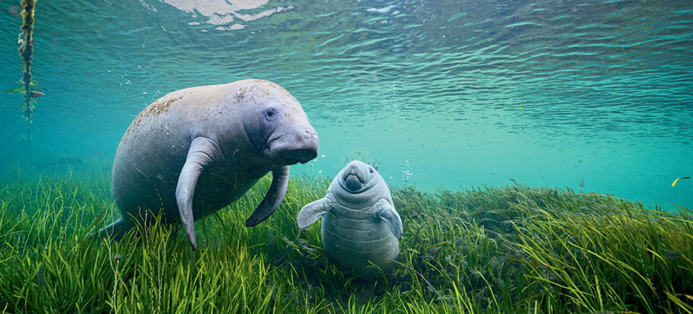 Florida Is Fighting to Feed Starving Manatees This Winter