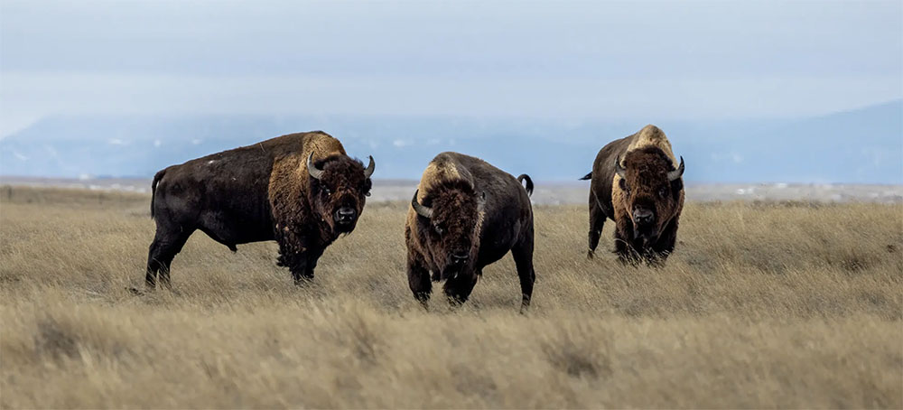Where the Bison Could Roam