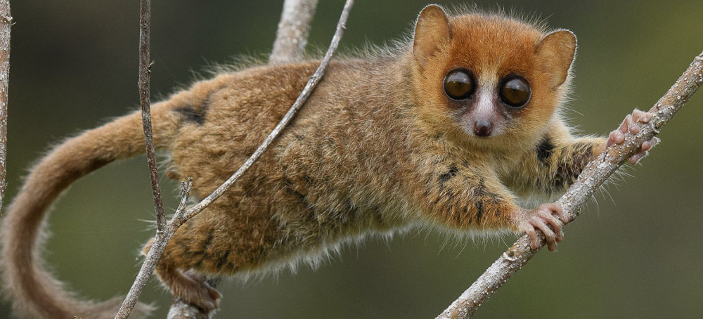 Madagascar's Unique Wildlife Faces Imminent Wave of Extinction, Say Scientists