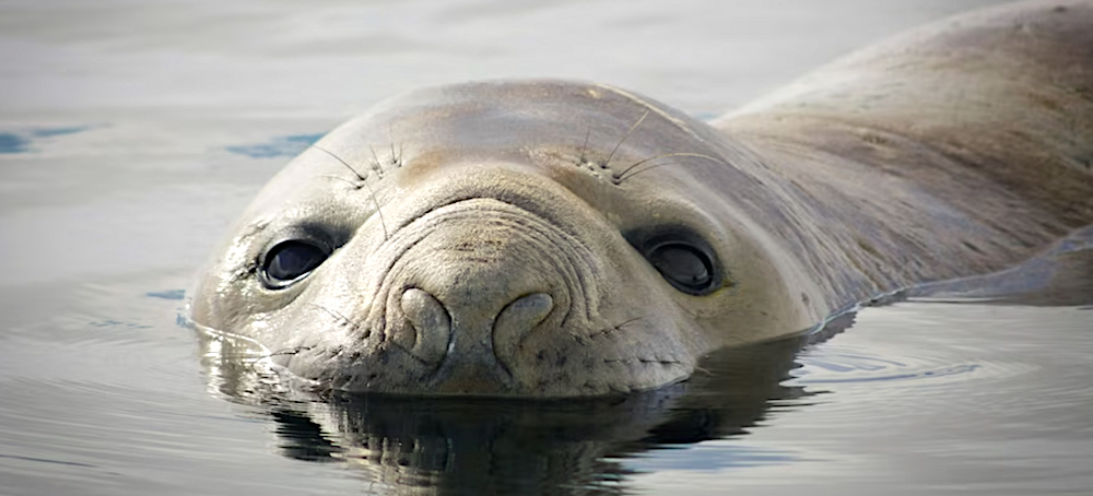 When Scientists Tagged a Curious Seal, He Led Them to Signs of a Potential Climate Disaster