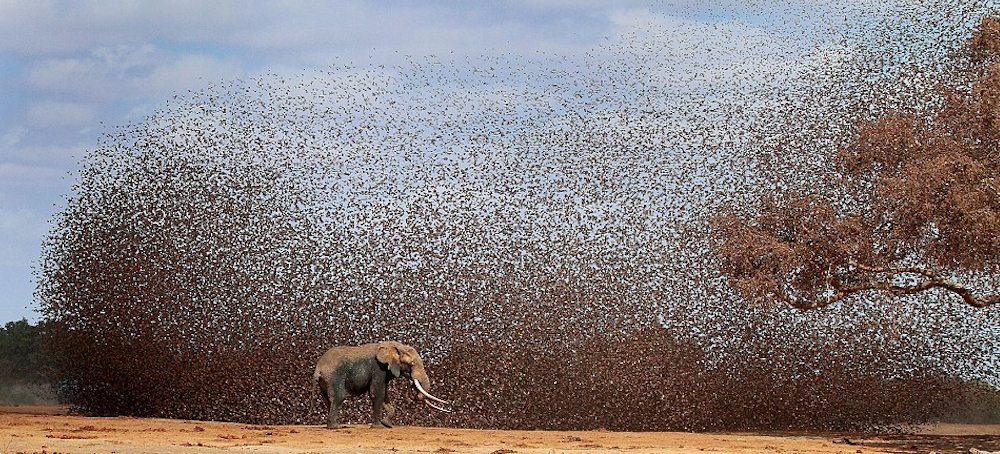 Kenya Declares War on Millions of Birds After They Raid Crops