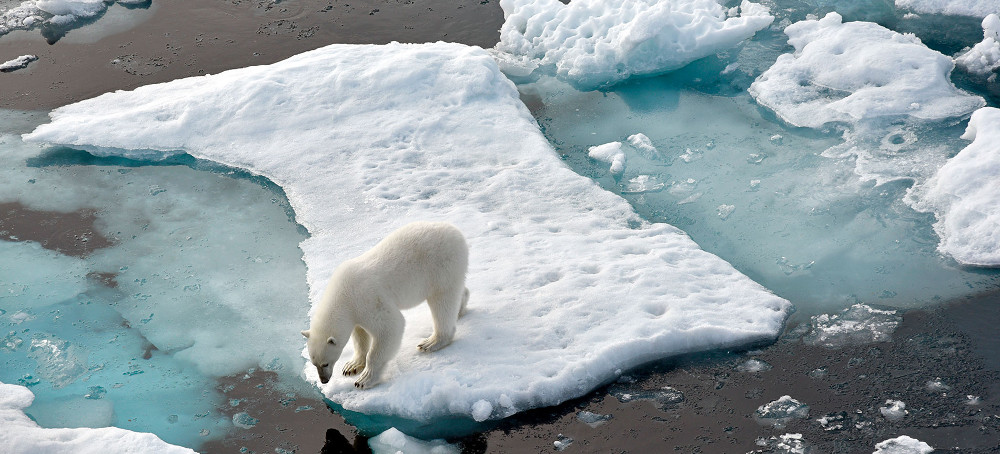 Polar Bear Attacks in Wales, Alaska, Highlights Climate Change Link