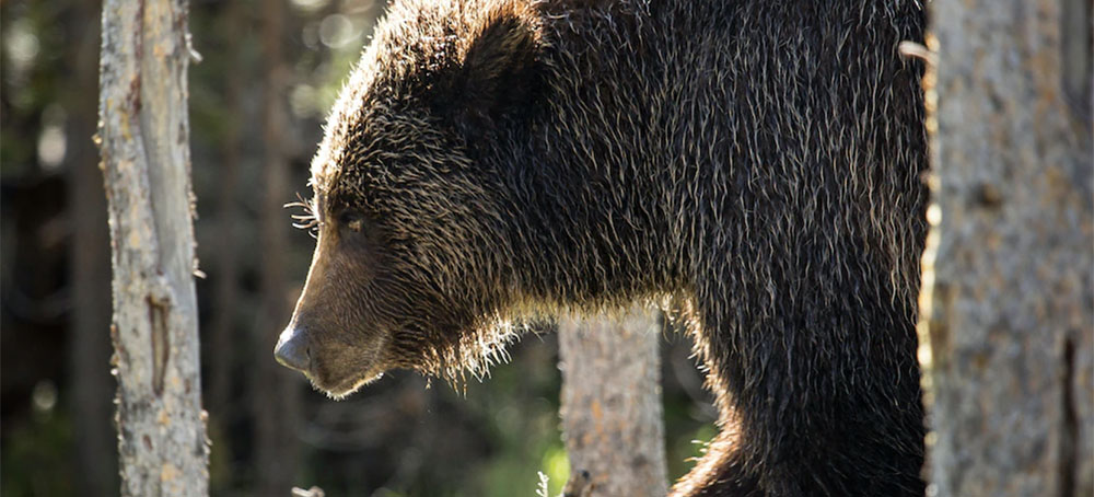 Bear Minimum: A Biologist Fought to Remove Grizzlies From the Endangered Species List — Until Montana Republicans Changed His Mind