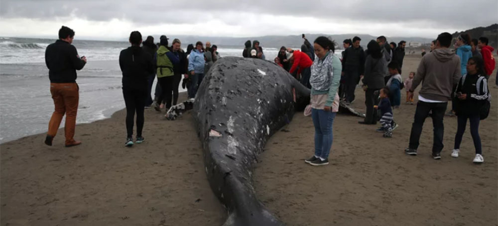 An Unusually High Number of Whales Are Washing Up on US Beaches