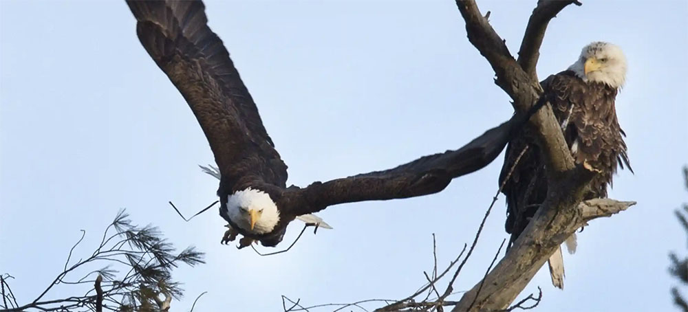 Two Bald Eagles Nested in a Pine for Years. A Utility Company Tried to Chop It Down