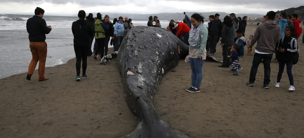 Why More Dead Whales Are Washing Up on US Beaches