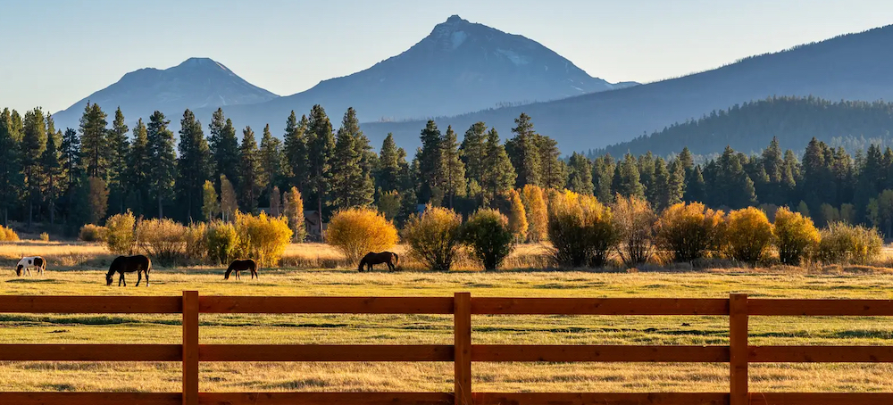 White Neighbors Try to Drive Out Black Ranchers by Slaying Their Livestock