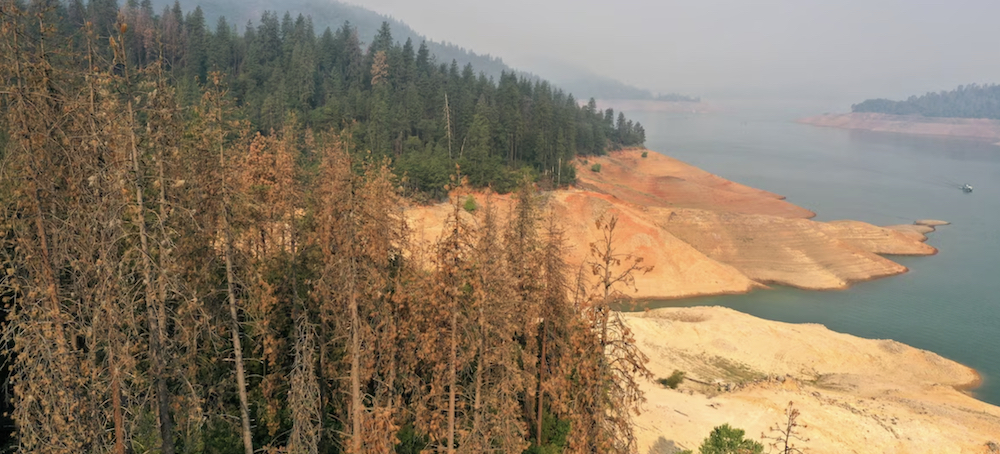 California's Trees Are Dying by the Millions. Blame Drought.