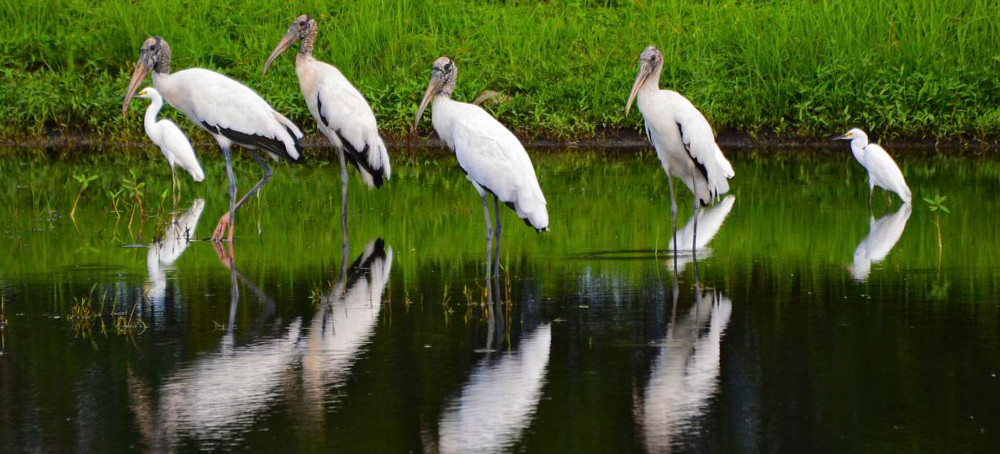 After a Big Recovery, the Wood Stork May Soon Fly off the Endangered Species List