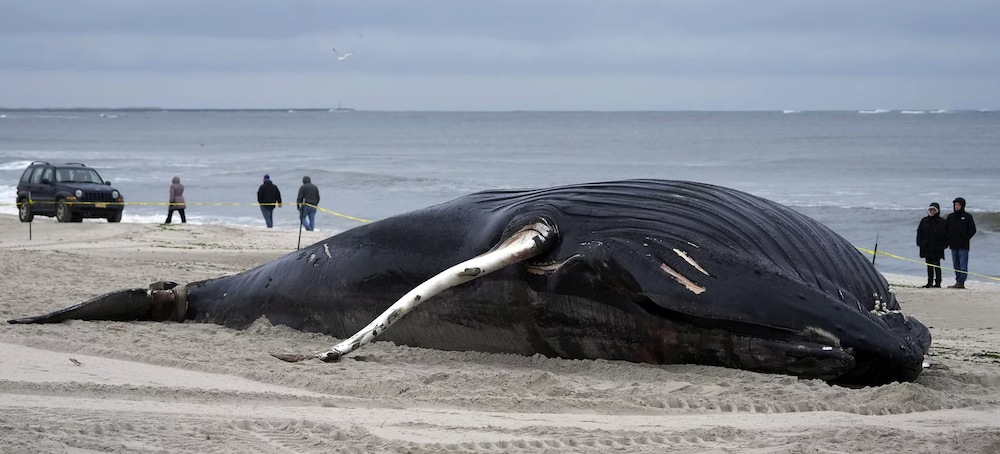 Dead Whales on the East Coast Fuel Misinformation About Offshore Wind Development