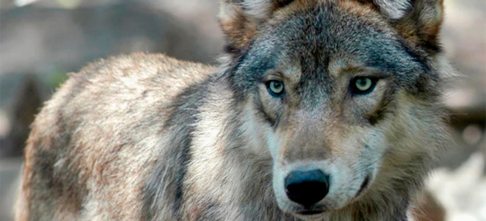 A Hunt for the Truth of Wolves — and a Quest for the Wolf Inside Us
