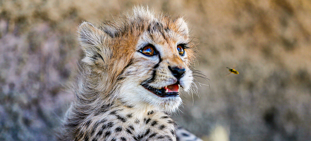 Last of Iran's Endangered Asiatic Cheetah Cubs in Captivity Dies