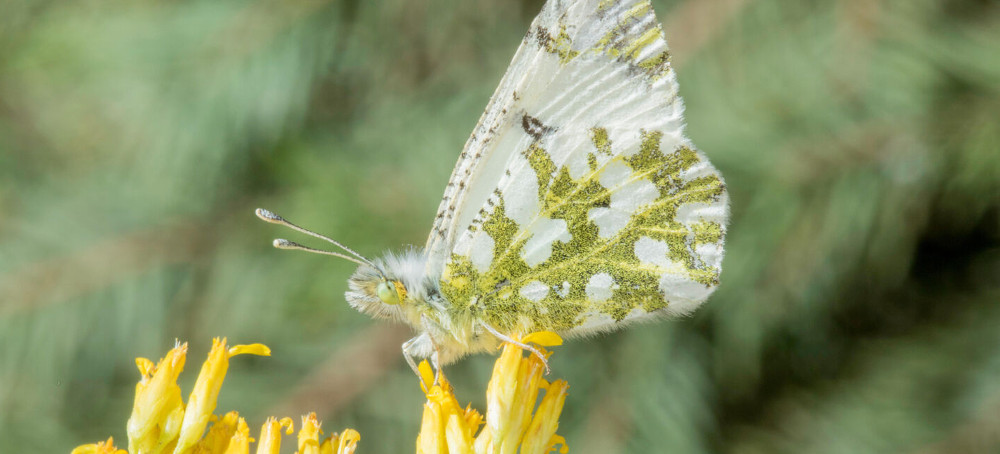 Are Butterflies Wildlife? Depends Where You Live.