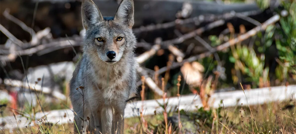 Wildlife Services: 'The Hired Gun of the Livestock Industry'