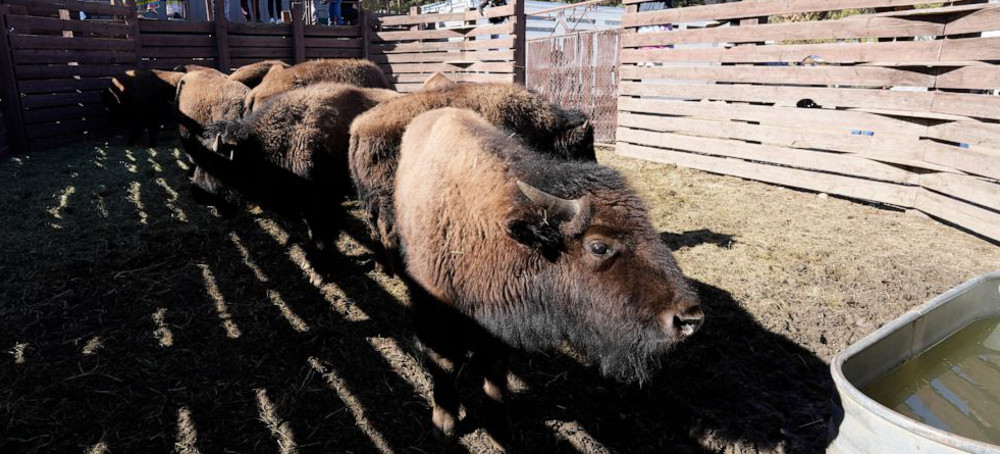 US Tribes Get Bison as They Seek to Restore Bond With Animal