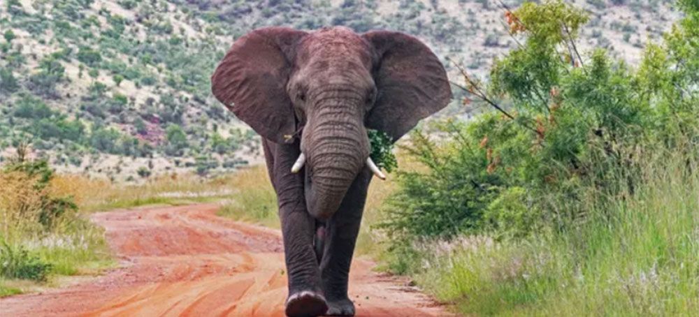 'A Wake-Up Call,' Total Weight of Wild Mammals Less Than 10% of Humanity's