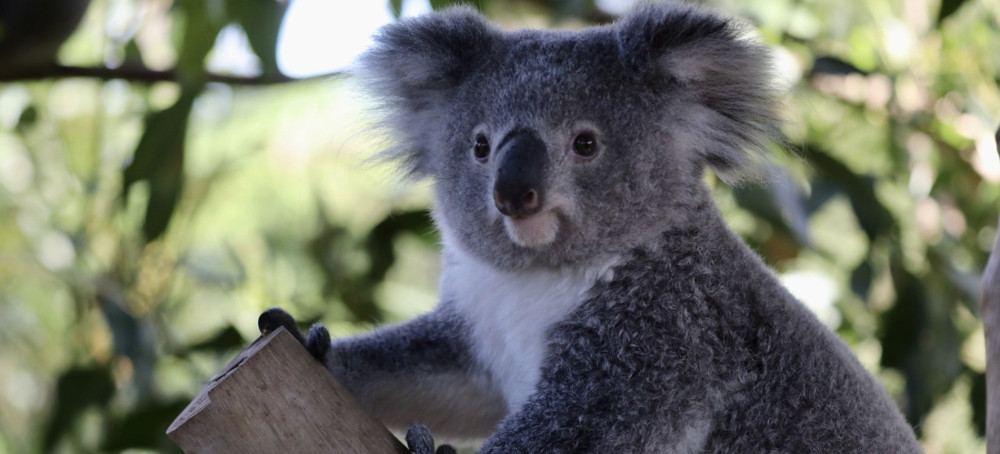 Koalas May Be Extinct in Australia's New South Wales by 2050