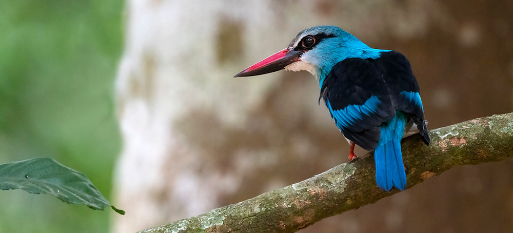 Where Mining and Energy Projects Will Hurt Wildlife the Most