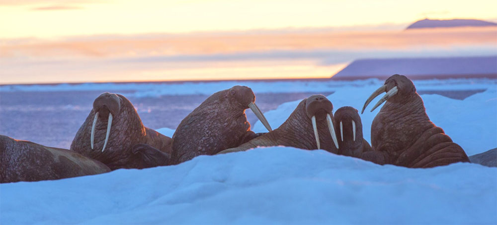 Pacific Walruses Fight to Survive in the Rapidly Warming Arctic