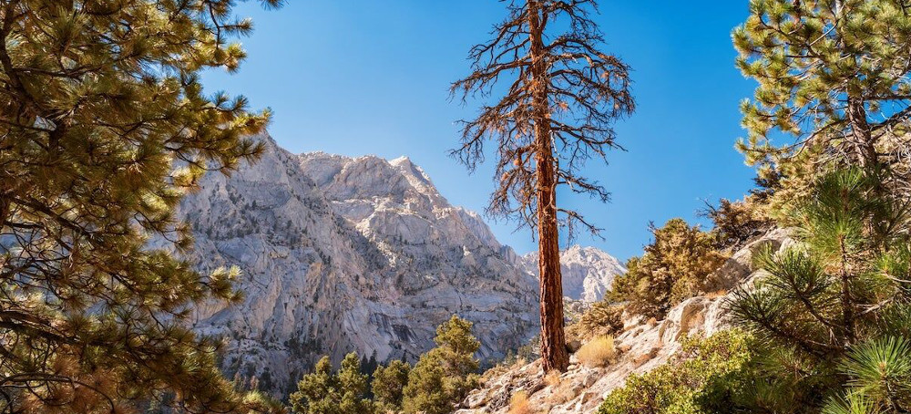 California's Ponderosa Pines Unlikely to Recover From Devastating Drought and Pests, Researchers Say