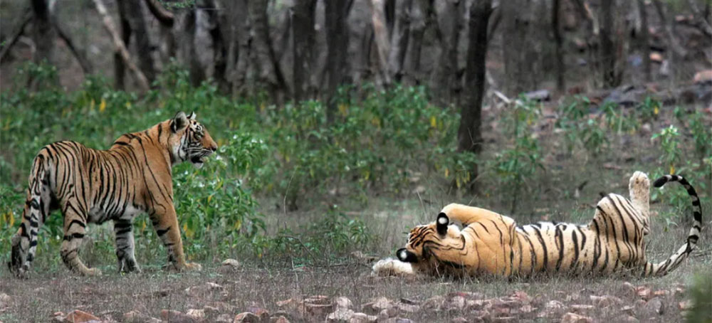 Dangerously Scarce 50 Years Ago, India's Tigers Bounce Back