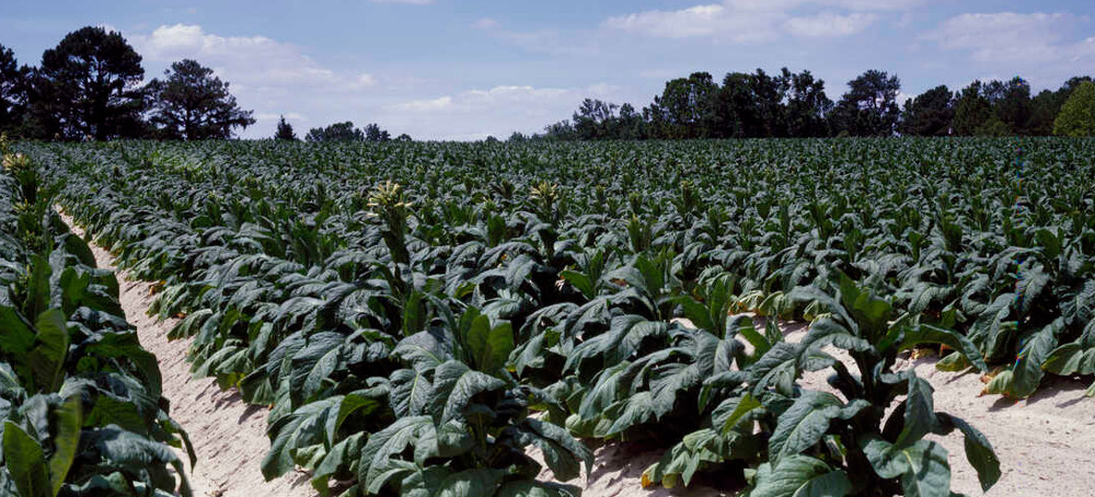 12-Year-Olds Can't Buy Cigarettes - but They Can Work in Tobacco Fields