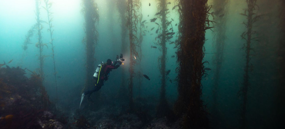The Most Mysterious Forests on Earth Are Underwater