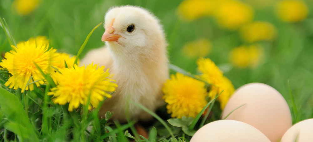 Save the Male Chicks