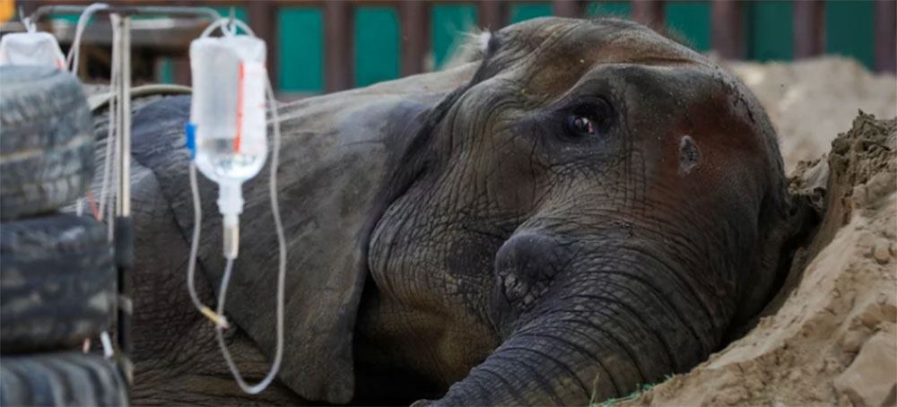 The Fate of a Teenage Zoo Elephant in Pakistan Was Tragic — and a Symbol of Much More