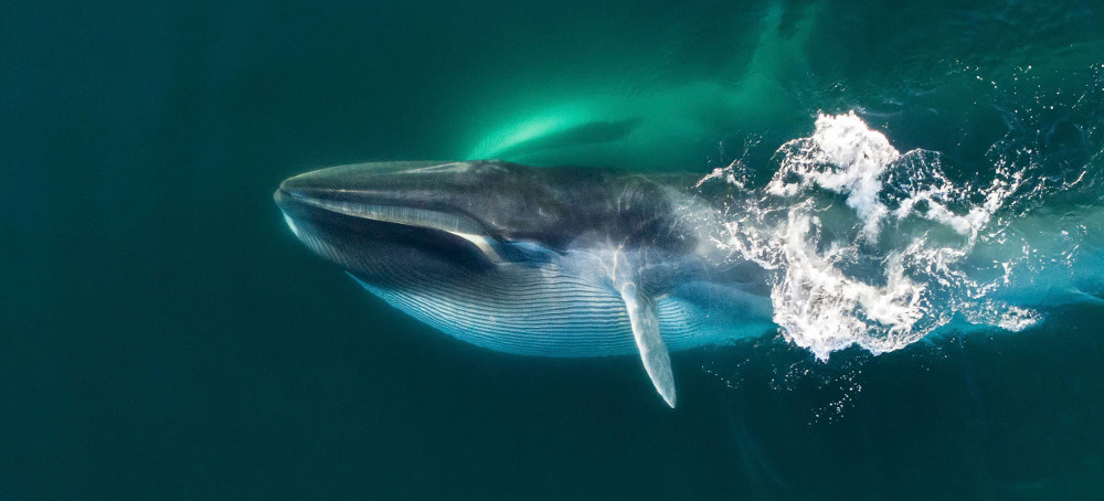 Whales Take Up to Two Hours to Die After Being Harpooned, Icelandic Report Finds