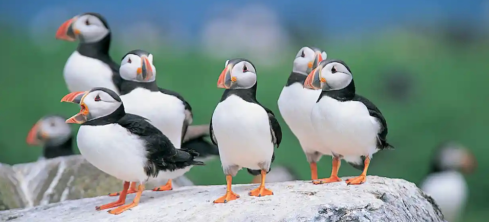 Restoring Seabird Populations Can Help Repair the Climate