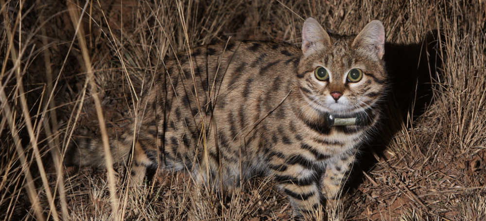 'Anthill Tiger': Putting One of Africa's Rarest Wildcats on the Radar