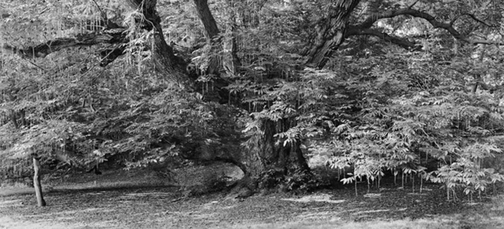 The Trees Don’t Care About Us