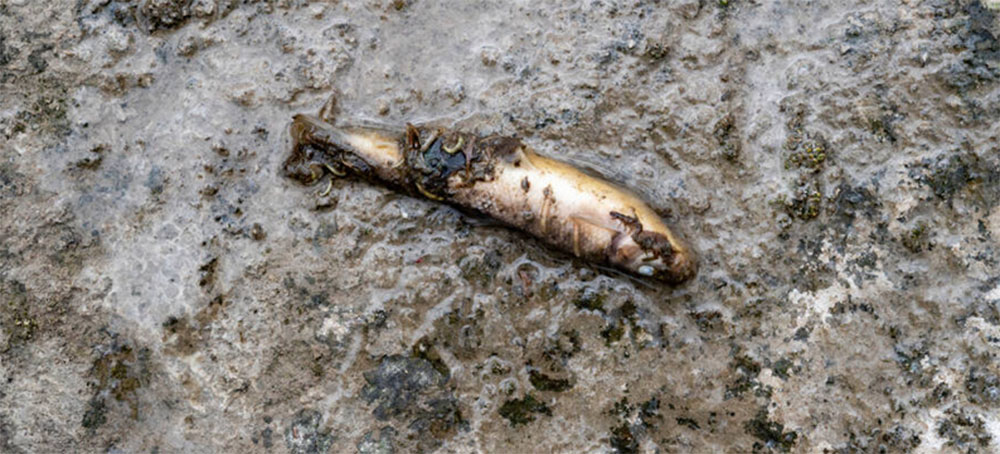 Norfolk Southern Won't Clean Up Their Mess Unless We Make Them