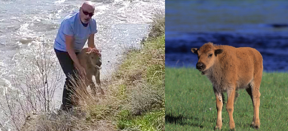 Tourist Pleads Guilty for Handling a Yellowstone Bison Calf, Leading to Its Death