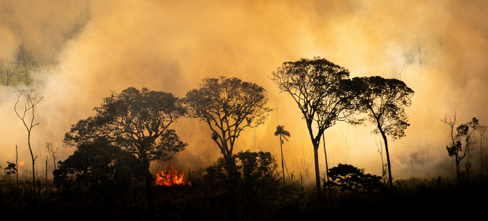 More Than 800 Million Amazon Trees Felled in Six Years to Meet Beef Demand