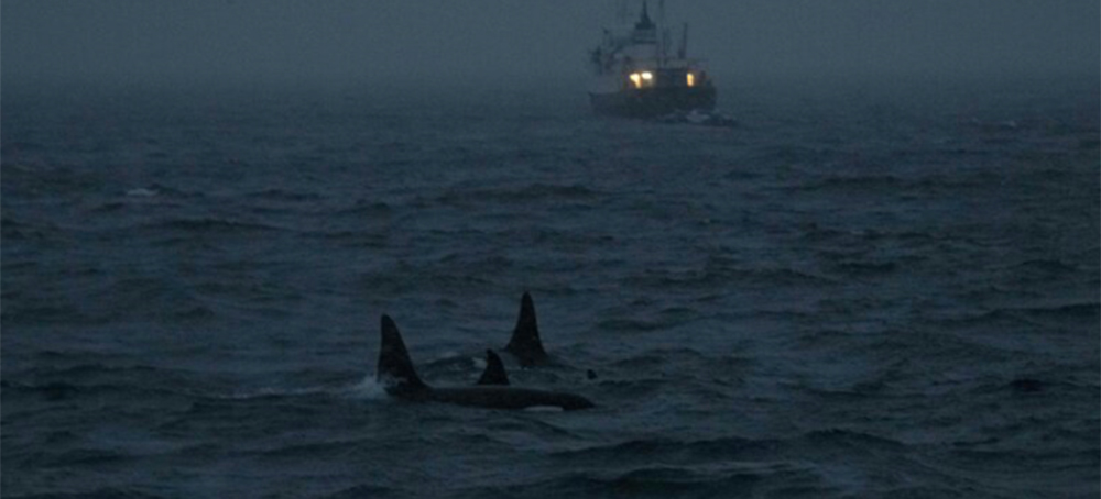 Revenge of the Killer Whales? Recent Boat Attacks Might Be Driven by Trauma