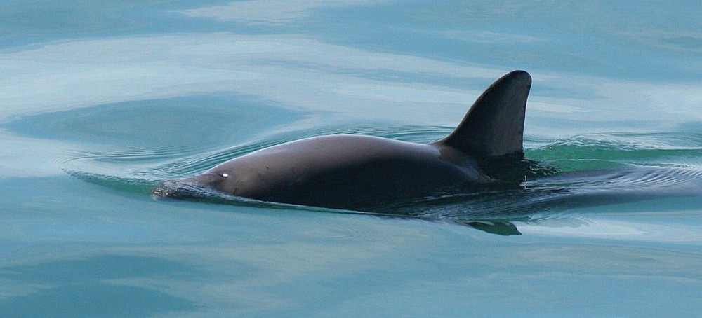 'Encouraging News': World's Most Endangered Porpoise Hanging On in Gulf of California, Expedition Finds