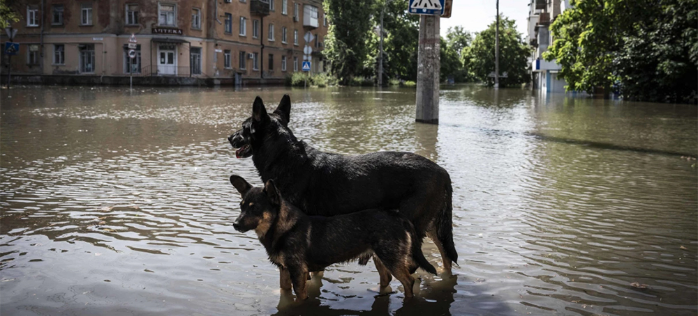 Drowned Zoo Animals and Rescued Pets: Ukraine Counts 'Catastrophic' Environmental Cost After Dam Blast