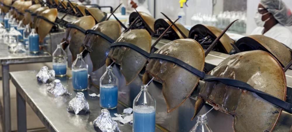 Coastal Biomedical Labs Are Bleeding More Horseshoe Crabs With Little Accountability