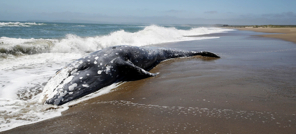 6 Gray Whales Have Died in San Francisco in the Past Week as Authorities Scramble for Answers