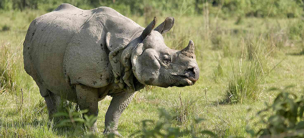 Nepal's Rhinos Are Eating Plastic Waste, Study Finds