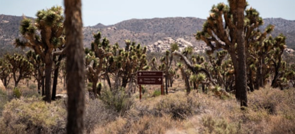 Joshua Trees Win Long-Term Protection in Environmental Victory