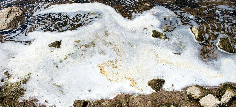 High Levels of Toxic Chemicals in Pets Living Near US Manufacturing Plant