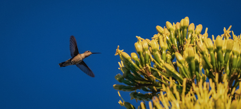 Saving the Patagonias: Biden Fast-Tracked a Green Energy Mine in One of Earth's Rarest Ecosystems. Arizona Locals Took It to Court.