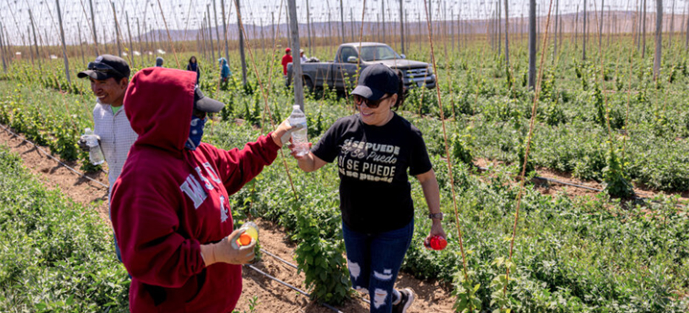 It's Hot. For Farmworkers Without Federal Heat Protections, It Could Be Life or Death
