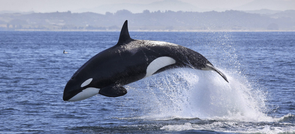 Flame Retardant Pollution Threatens Wildlife on All Continents, Research Finds