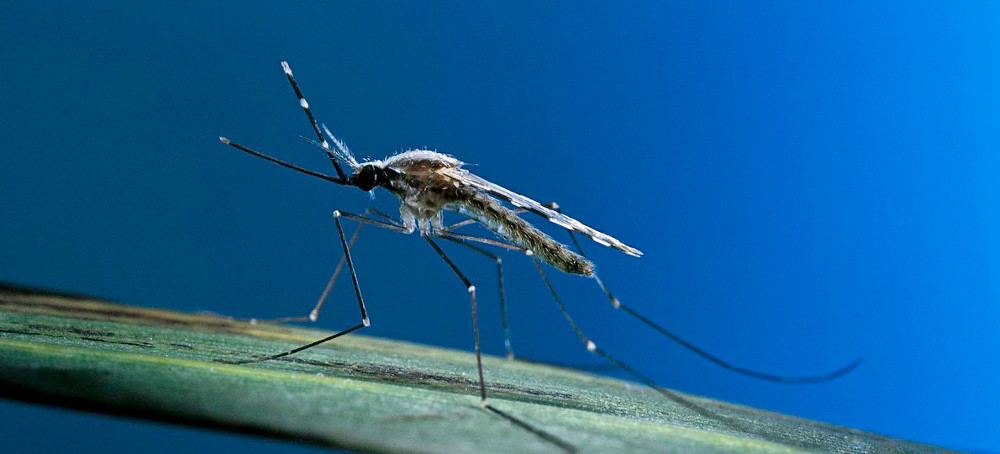 8 People Have Acquired Malaria in the US. They're the First in 20 Years.